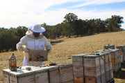 Organic Jarrah Honey TA 35+